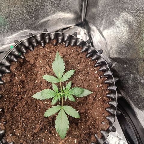 W.W. Skunk growlog timeline photo