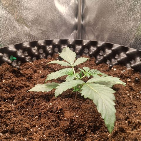 W.W. Skunk growlog timeline photo