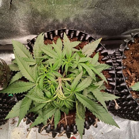 Sbanfo growlog timeline photo