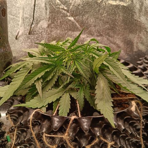 Sbanfo growlog timeline photo