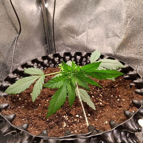 White D. Skunk  growlog timeline photo