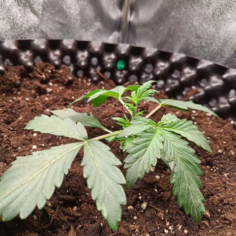 W.W. Skunk growlog timeline photo