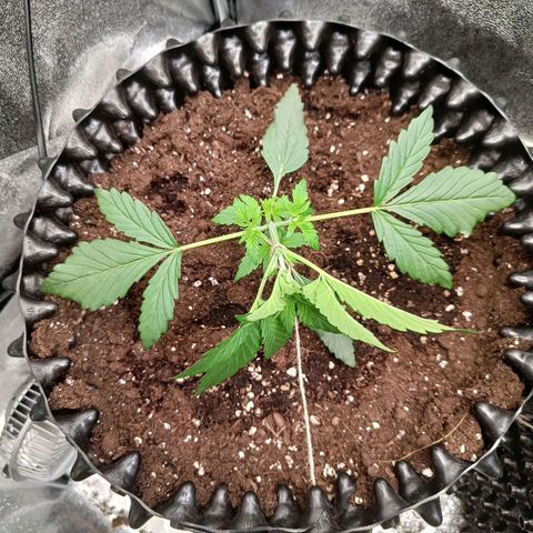 White D. Skunk  growlog timeline photo