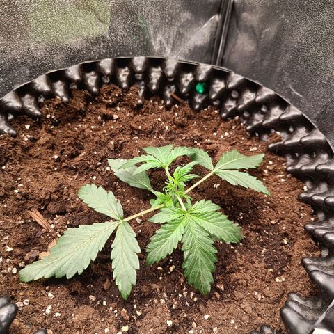 W.W. Skunk growlog timeline photo