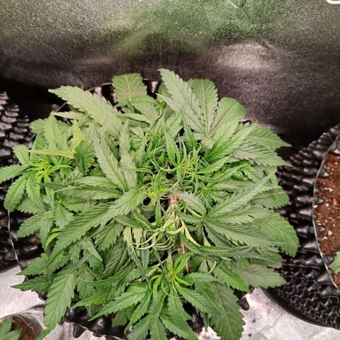 Sbanfo growlog timeline photo