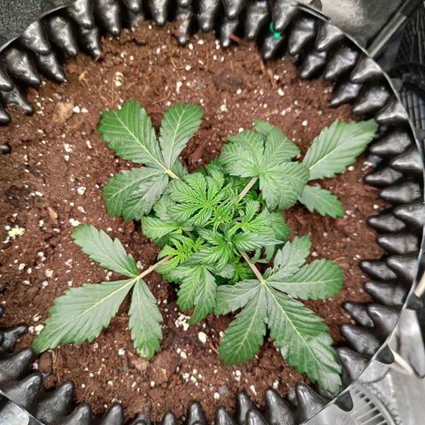 W.W. Skunk growlog timeline photo
