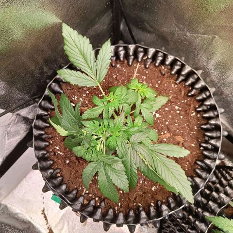 White D. Skunk  growlog timeline photo