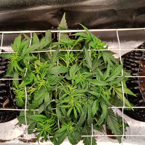 Sbanfo growlog timeline photo