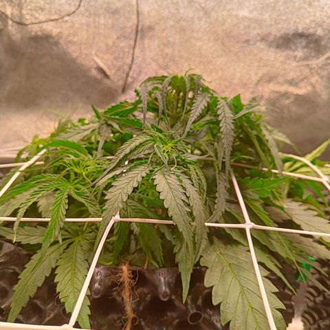 Sbanfo growlog timeline photo