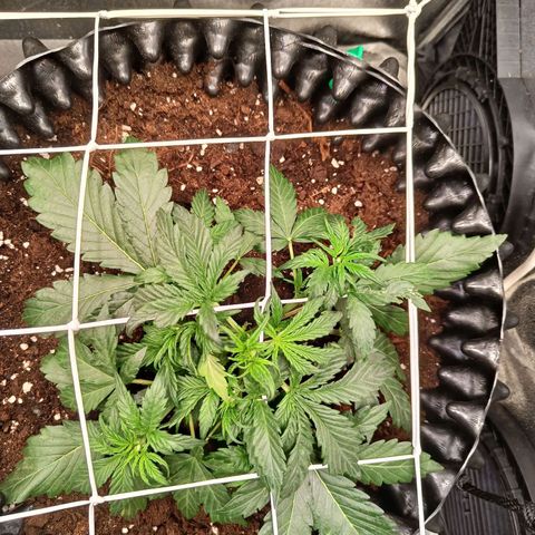 W.W. Skunk growlog timeline photo