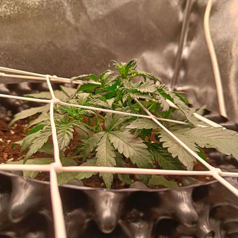 W.W. Skunk growlog timeline photo