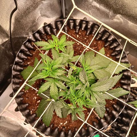 White D. Skunk  growlog timeline photo