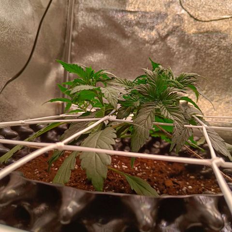White D. Skunk  growlog timeline photo