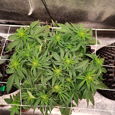 Sbanfo growlog timeline photo