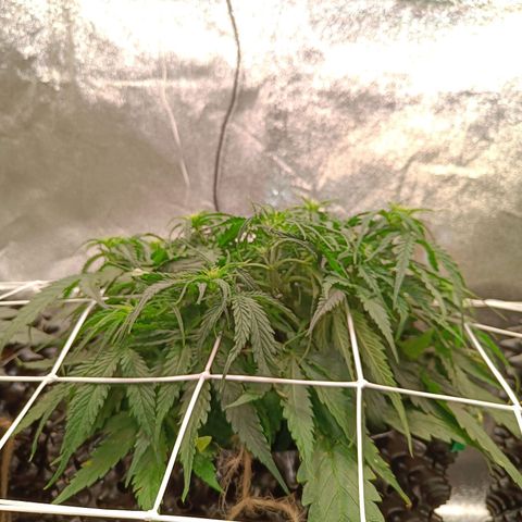 Sbanfo growlog timeline photo