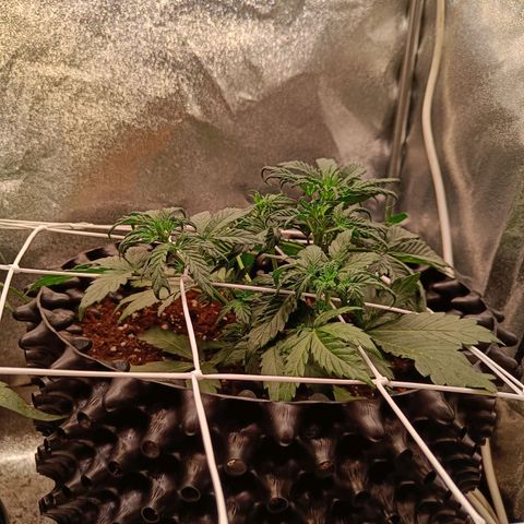 W.W. Skunk growlog timeline photo