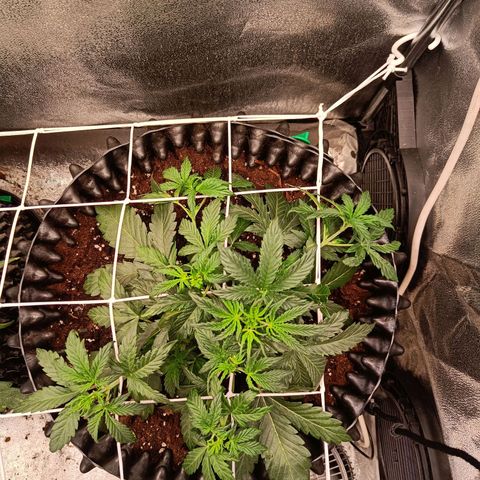 W.W. Skunk growlog timeline photo