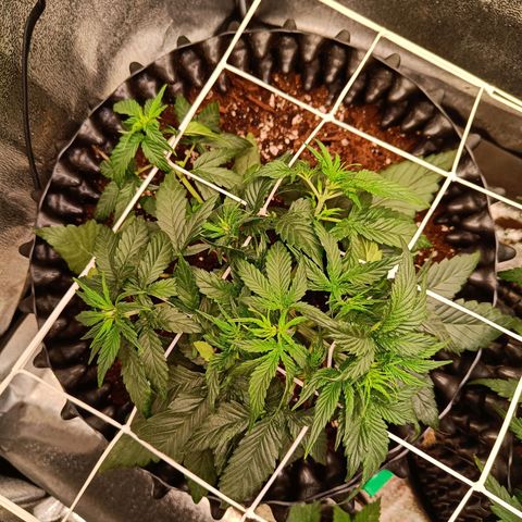 White D. Skunk  growlog timeline photo
