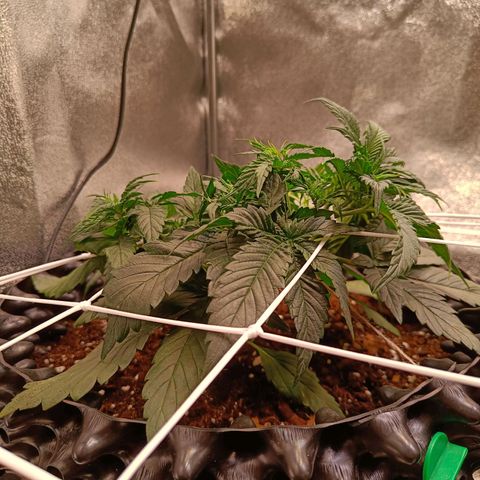 White D. Skunk  growlog timeline photo