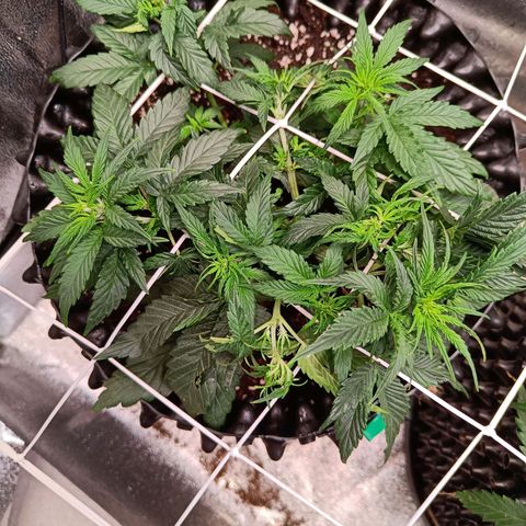 White D. Skunk  growlog timeline photo