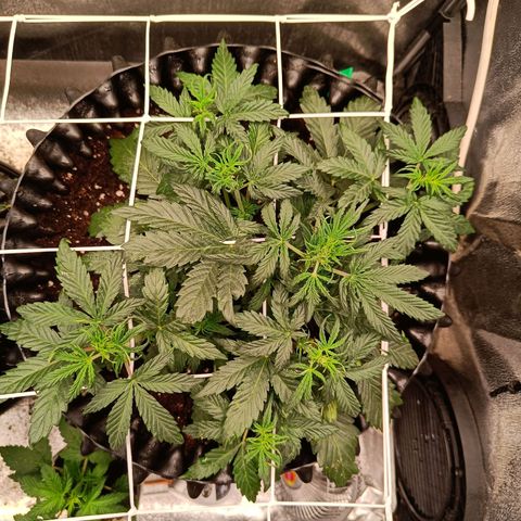 W.W. Skunk growlog timeline photo