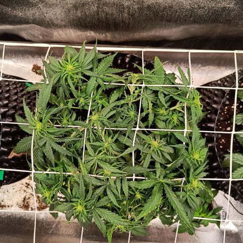 Sbanfo growlog timeline photo