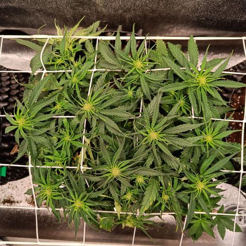 Sbanfo growlog timeline photo