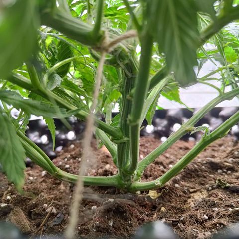 Sbanfo growlog timeline photo