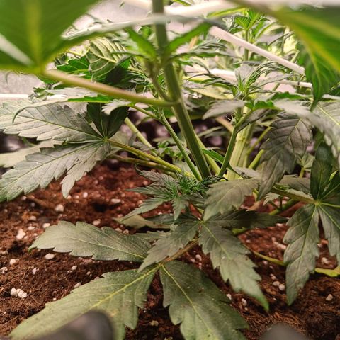 W.W. Skunk growlog timeline photo