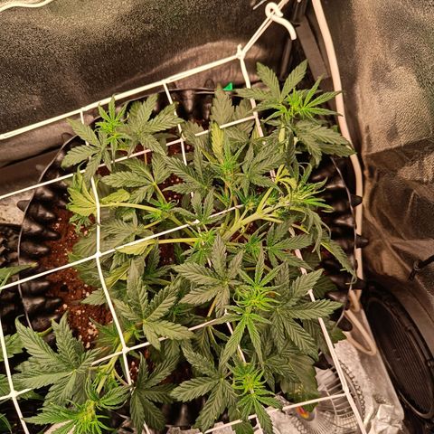 W.W. Skunk growlog timeline photo