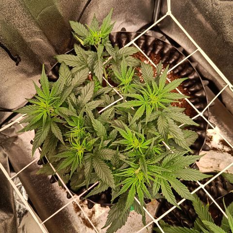 White D. Skunk  growlog timeline photo