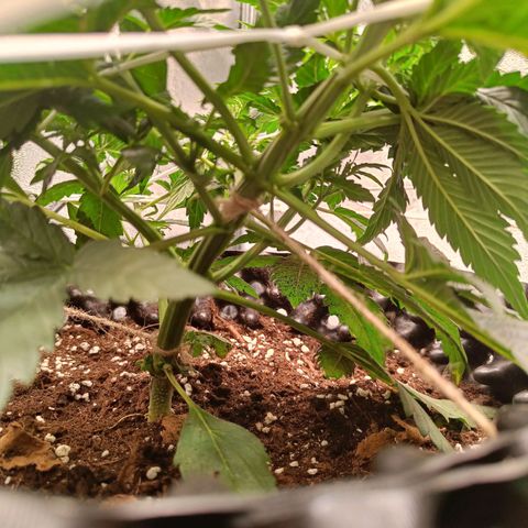 White D. Skunk  growlog timeline photo