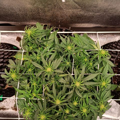 Sbanfo growlog timeline photo
