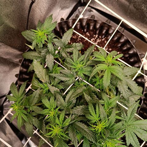 White D. Skunk  growlog timeline photo
