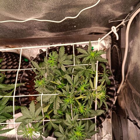 W.W. Skunk growlog timeline photo