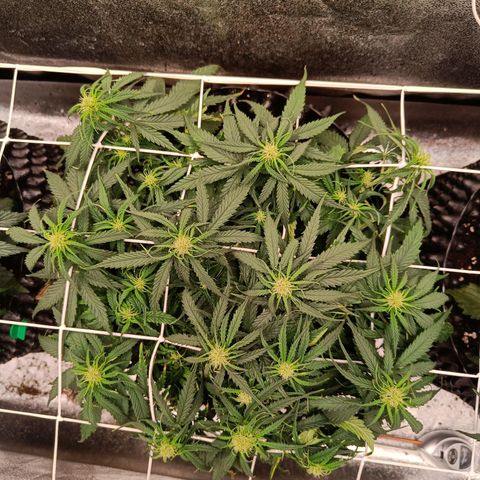 Sbanfo growlog timeline photo