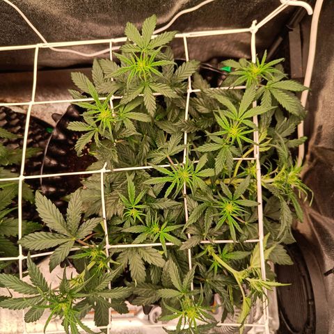 W.W. Skunk growlog timeline photo