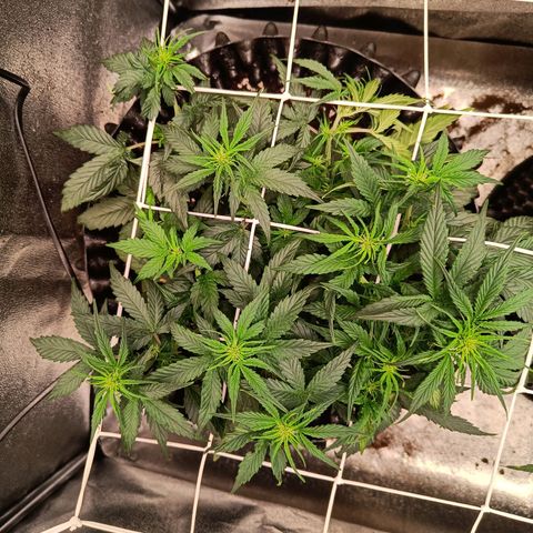 White D. Skunk  growlog timeline photo