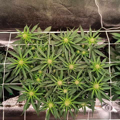Sbanfo growlog timeline photo