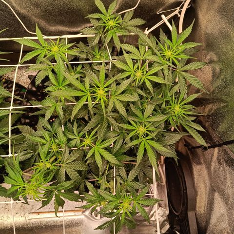 W.W. Skunk growlog timeline photo