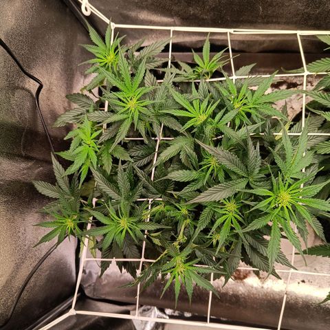 White D. Skunk  growlog timeline photo