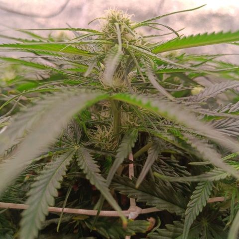 Sbanfo growlog timeline photo
