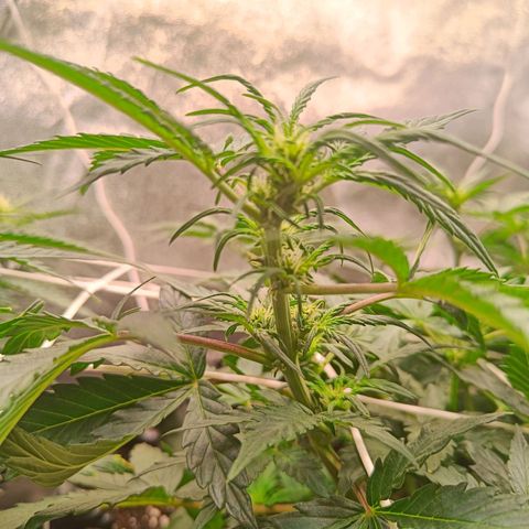 W.W. Skunk growlog timeline photo