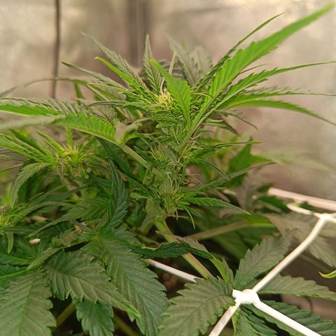 White D. Skunk  growlog timeline photo