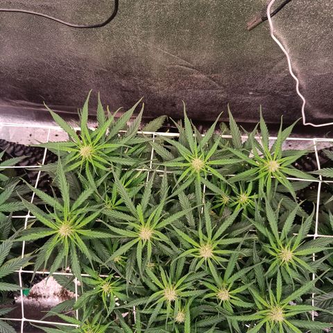 Sbanfo growlog timeline photo