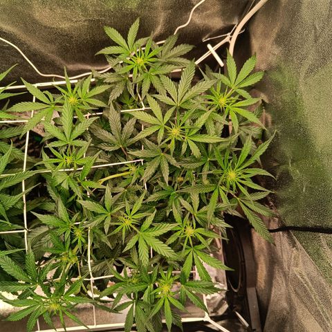 W.W. Skunk growlog timeline photo