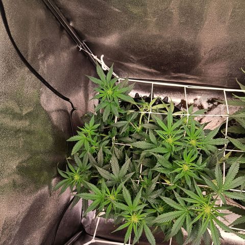 White D. Skunk  growlog timeline photo
