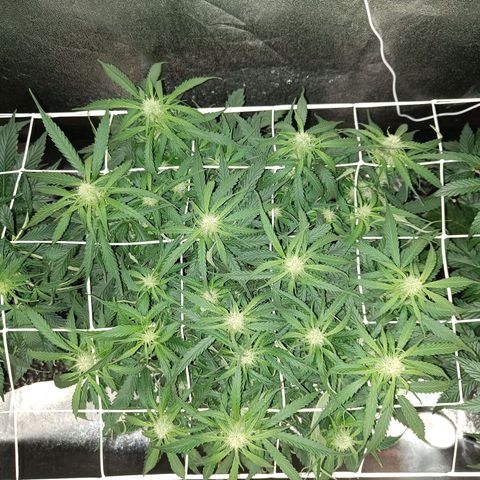 Sbanfo growlog timeline photo