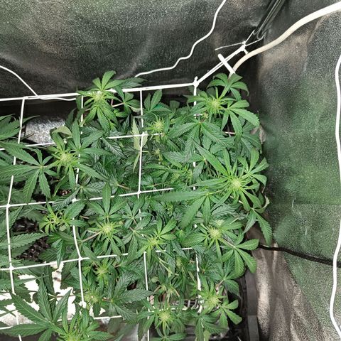 W.W. Skunk growlog timeline photo
