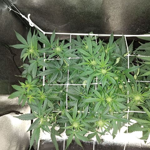 White D. Skunk  growlog timeline photo